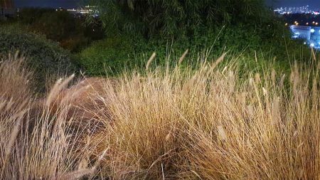 ¿Puedes ver a los camaleones perfectamente camuflados en este campo de hierba «normal»?