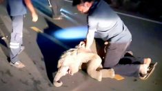 Reviven a un bebé elefante que fue atropellado por una motocicleta usando RCP ¡El video es asombroso!