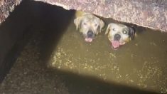 Dos perros extraviados aparecen atrapados en un pozo séptico y son rescatados en un oportuno momento