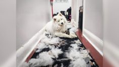 Mujer usa el pelo de su perro para hacer un par de botas asombrosamente adorables