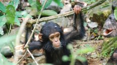 Bebé chimpancé se recupera tras caer de un árbol mientras su madre era asesinada por cazadores ilegales