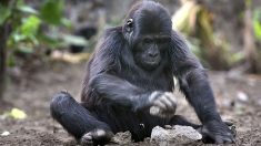Los gorilas del zoo de San Diego se recuperan totalmente tras contraer covid-19