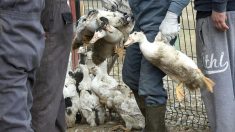 Francia sacrificará a cientos de miles de patos tras brote de gripe aviar