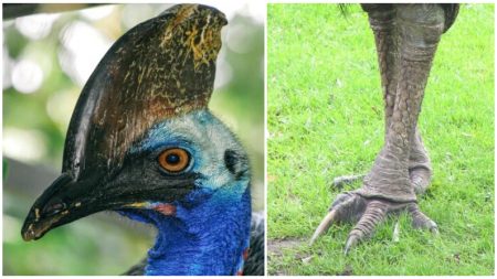 Ave rapaz con garras comparadas a las de un dinosaurio es la más peligrosa del mundo