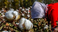 EE.UU. prohíbe todos los productos de algodón y tomate de Xinjiang como medida contra trabajo forzado
