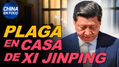 China en Foco: La plaga llega hasta la casa de Xi Jinping. Así obtiene el régimen permiso para exterminar