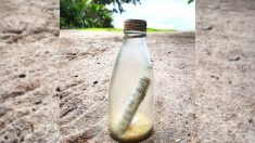 Conservacionista encuentra mensaje en una botella en la playa y halla al remitente a 2500 millas de distancia