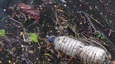 Entra en vigor prohibición de plásticos de un solo uso en Ciudad de México