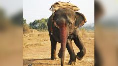 Liberan elefanta en India cuyos dueños la obligaban a tomar alcohol para mantenerla bajo control