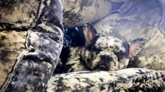 Adorables bulldogs franceses merle se camuflan perfectamente en el sofá de terciopelo de su dueño