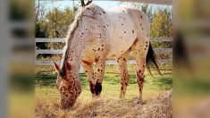 Travieso caballo apalusa con «manchas de leopardo» es tan original que tiene 19,000 seguidores en Instagram