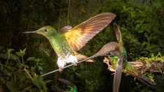 Fotógrafo capta momento inigualable cuando un raro colibrí se posa sobre el pico de otro en Ecuador