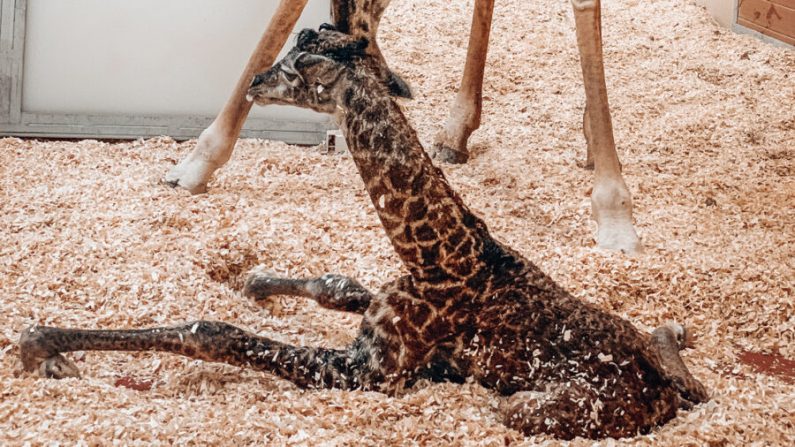 Una jirafa recién nacida que murió más tarde en el zoológico de Nashville, el 16 de enero de 2021. (Cortesía del Zoológico de Nashville)