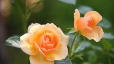 Rosas galardonadas para su jardín