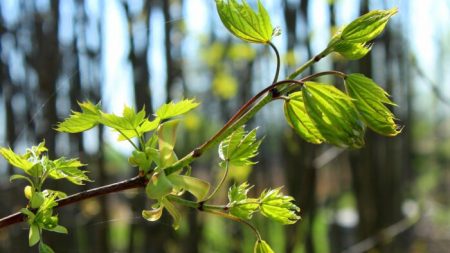 La naturaleza tiene propiedades curativas para bosques australianos afectados por incendios forestales