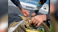 Pescadores australianos encuentran tortuga marina bebé atrapada en la basura y la liberan: Video