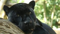 Las panteras en realidad son leopardos negros con manchas invisibles, pero ¿por qué son tan escasas?