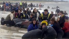 Nueva Zelanda rescata a decenas de ballenas varadas por segunda vez