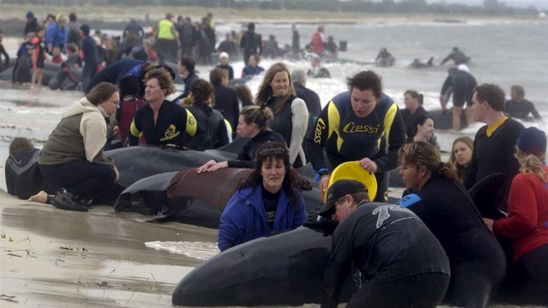 Decenas de ballenas, que fueron rescatadas por los equipos de rescate, quedaron varadas por segunda vez cerca de Farewell Spit, el arenal natural más largo del mundo, situado al noroeste de la Isla Sur de Nueva Zelanda, informaron el 23 de febrero de 2021 fuentes oficiales. EFE/Annaliese Frank /Archivo