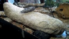 Descubren en Argentina la cola de un armadillo gigante de hace 700,000 años