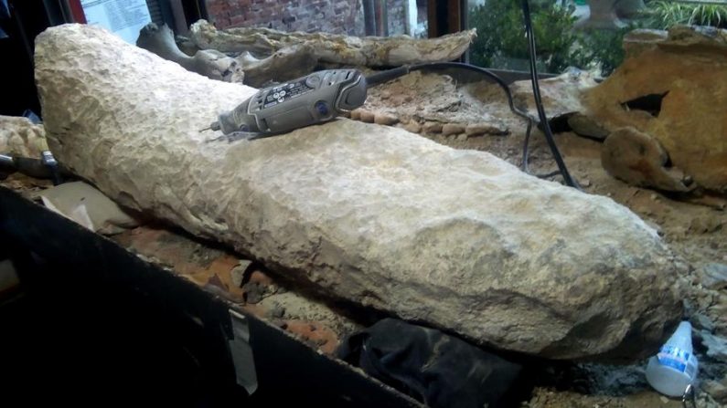 Fotografía cedida por el Museo Paleontológico de San Pedro, ubicado en la provincia de Buenos Aires (Argentina), que muestra una cola fosilizada de un armadillo gigante que vivió en el final de la edad Ensenadense, hace más de 700,000 años. EFE/ Museo Paleontológico
