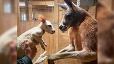 Nace canguro blanco en el zoológico de Nueva York, posiblemente la primera cría en EE.UU.