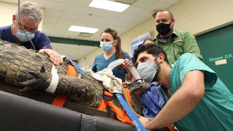 Fotografía cedida por la Facultad de Veterinaria de la Universidad de Florida (UF) donde aparece el Dr. Garrett Fraess (d) mientras intenta extraer un zapato del estómago de un cocodrilo accediendo a él a través del esófago en la sede del centro académico en San Agustín, Florida. EFE/Vetmed-UF