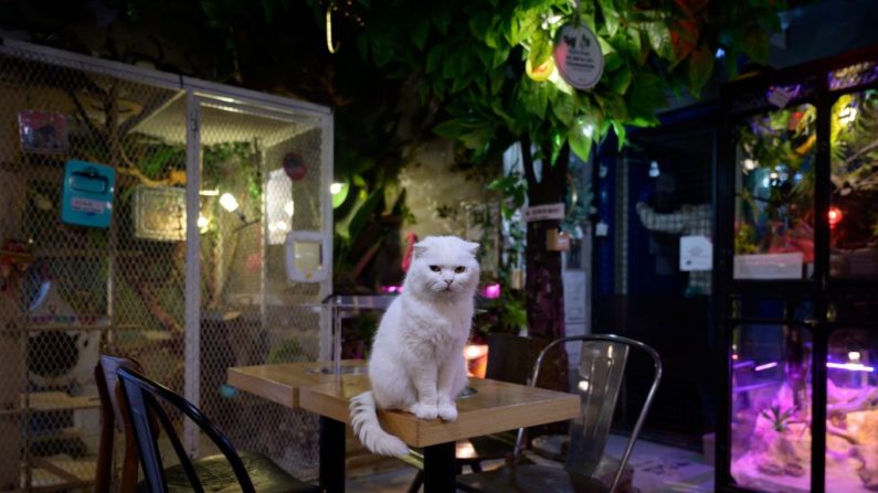 En una foto tomada el 2 de abril de 2020, un gato se sienta en una mesa en el Table A Raccoon Cafe en Seúl, Corea del Sur. (Foto de Ed Jones / AFP a través de Getty Images)