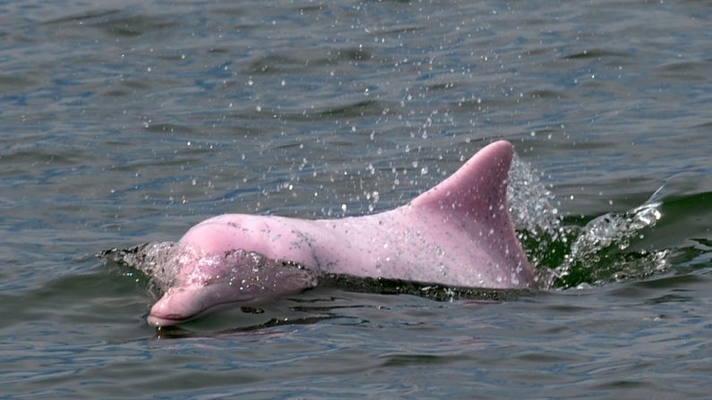 Delfín rosado del Amazonas. (DANIEL SORABJI/AFP via Getty Images)
