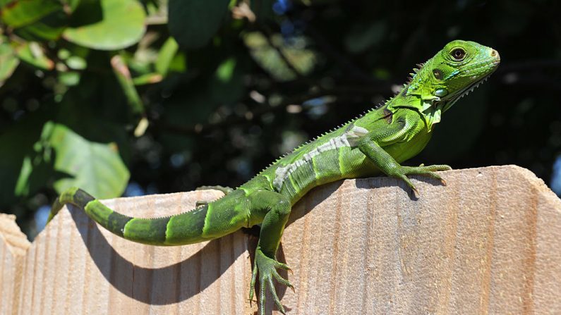 Una iguana se asolea en una cerca el 13 de febrero de 2016 en Islamorada, Florida (EE.UU.). (Foto de Karen Bleier / AFP a través de Getty Images)