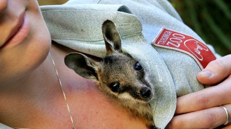 Cuidadora salva 750 canguros bebés huérfanos en peligro de muerte para devolverlos a la naturaleza