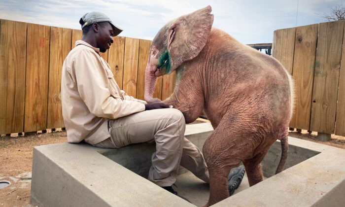 (Cortesía de HERD - Hoedspruit Elephant Rehabilitation and Development)