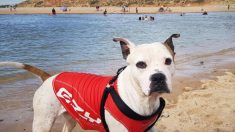 Perro con chaleco salvavidas rescata a un niño que se ahogaba en un río de Australia