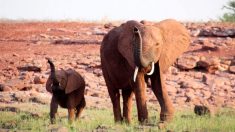 Rescatan a una mamá elefante que caminaba adolorida con un alambre de un cazador hincado en su pata