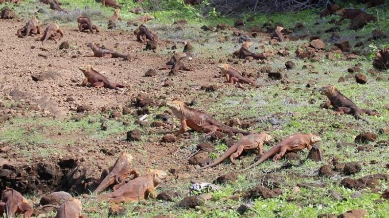 Fotografía cedida por el Parque Nacional Galápagos y fechada el 13 de febrero de 2021, que muestra la reinserción de 461 iguanas terrestres, en la isla Santiago, Galápagos (Ecuador). EFE/ P.n.galápagos