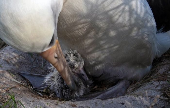 La mamá albatros Wisdom junto a su polluelo. (Jon Brack, Friends of Midway Atoll National Wildlife Refuge)