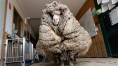 Rescatan a Baraack la oveja con más de 35 kg de lana acumulada y la esquilan por primera vez en años