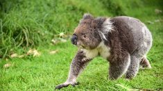 Koala causa choque en autopista y toma el volante del auto de su rescatadora “listo para escapar”