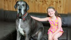 Muere Freddy el perro más alto del mundo a los 8 años: “Todos lo vamos a extrañar”