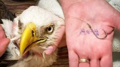 2 niños de Florida encuentran a un águila atrapada en un hilo de pesca y ayudan a rescatarla
