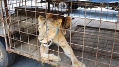 Rescatistas encuentran leona de circo sin garras y demacrada en Guatemala y le dan una nueva vida