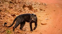 Descubren a un leopardo negro extremadamente raro en un safari en India, las fotos son impresionantes