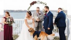 Perro vestido de esmoquin es encargado de llevar los anillos el día de la boda de sus dueños