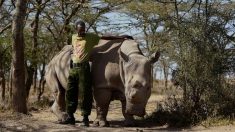 Najin y Fatu las 2 últimas hembras de rinoceronte blanco del norte del planeta conmocionan al mundo