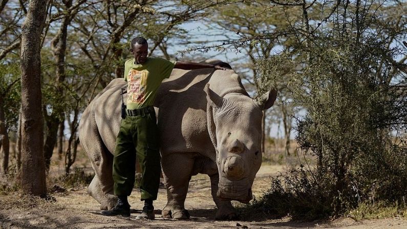 Un guardia forestal llamado Mohammed se encuentra junto a una hembra de rinoceronte blanco del norte llamada Najin en Ol Pejeta Conservancy, a unos 290 km al norte de la capital de Kenia, Nairobi, el 27 de enero de 2015. (TONY KARUMBA/AFP vía Getty Images)