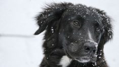 «Blackie» el perrito que espera a sus cuidadores atrapados por una avalancha en la India