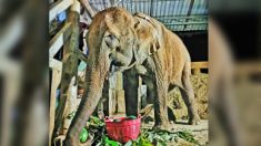 Rescatan a una elefanta herida que “esperaba la muerte” por maltrato en industria maderera en Tailandia