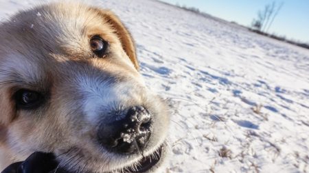 Pareja halla a perrita congelándose en una montaña, la cargan 6 millas y logran que regrese a casa