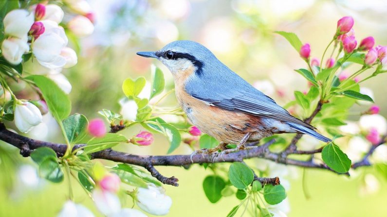 Puede observar las aves en un comedero mientras está sentado en el sofá, o puede ir a un parque para verlas. Imagen ilustrativa. (Jill Wellington/Pixabay)
