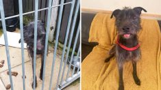 Rescatan a un perro hambriento que llevaba 3 semanas encerrado solo en una jaula húmeda y sucia